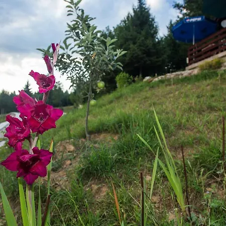 Kod Kapetana